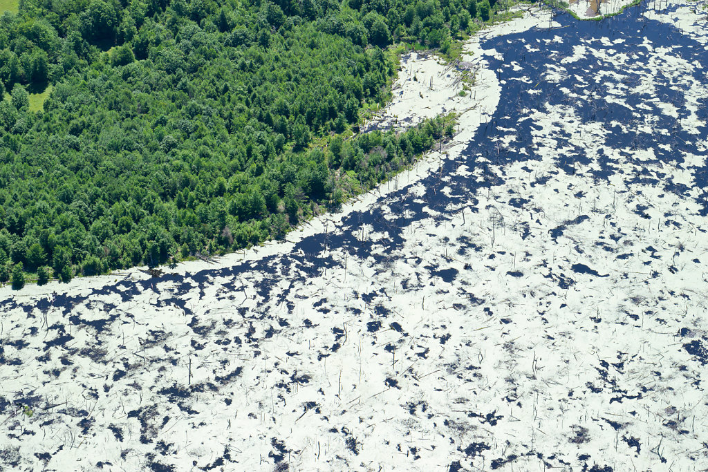Lake with dead trees